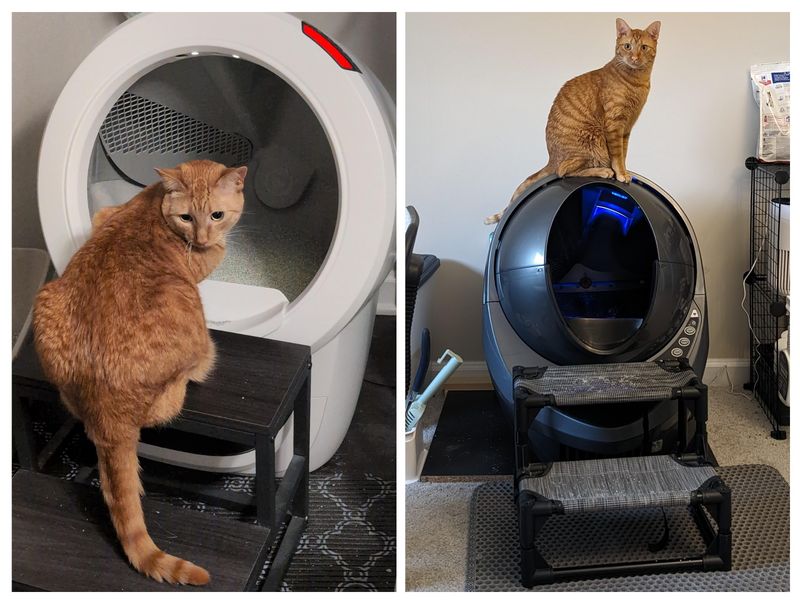 Self-Cleaning Litter Boxes