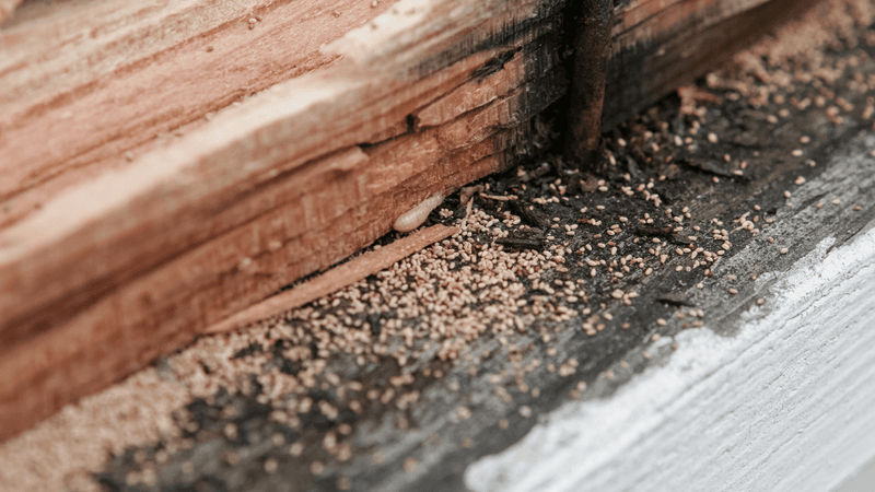 Signs of Unwelcome Tenants (Bugs!)