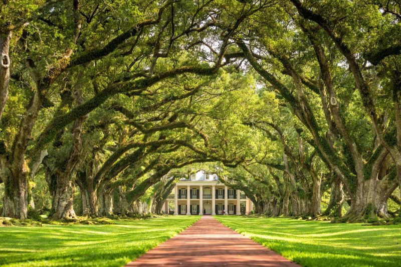 Oak Alley: Where Trees Create Magic
