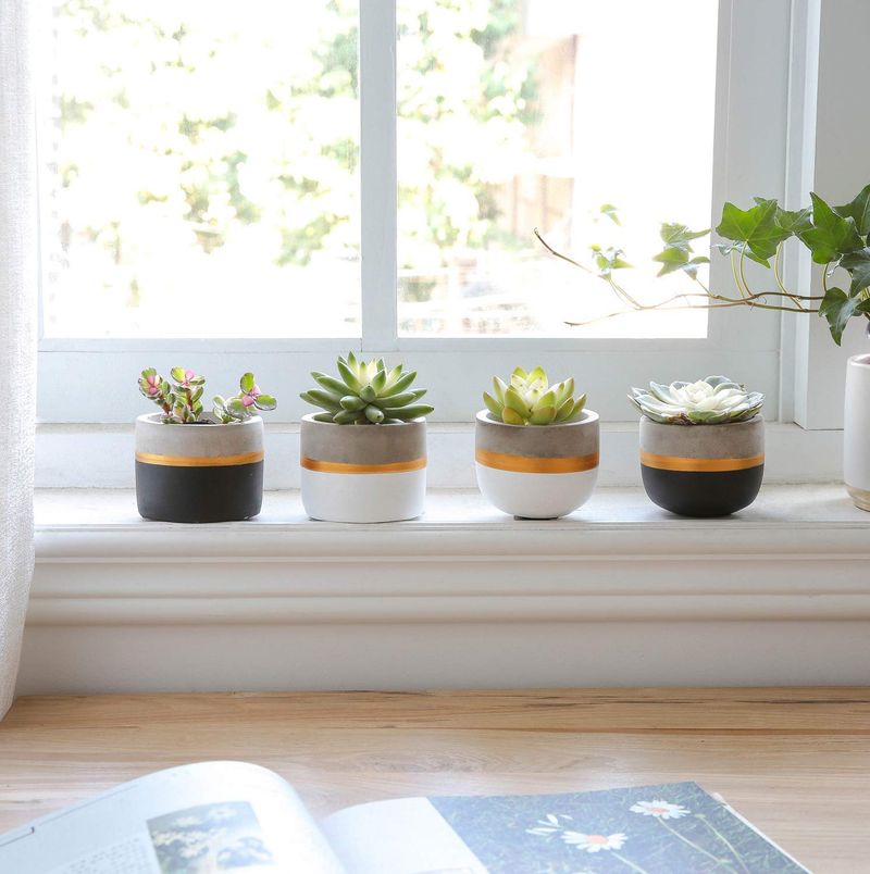 Succulents Everywhere