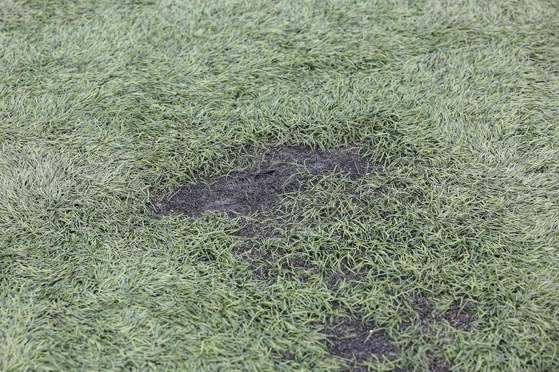 Artificial Grass Without Research
