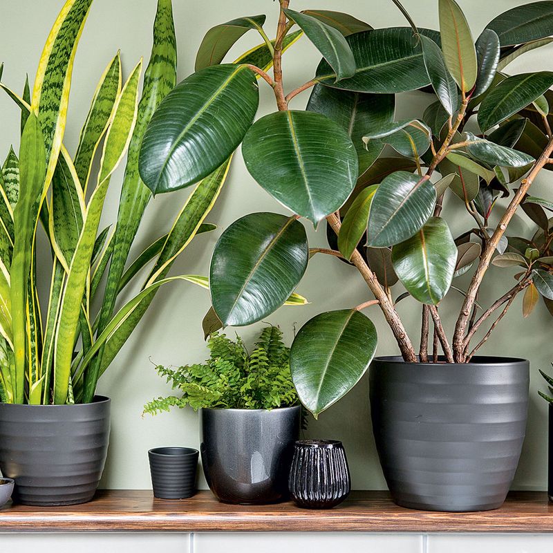 Fake Plants Collecting Dust