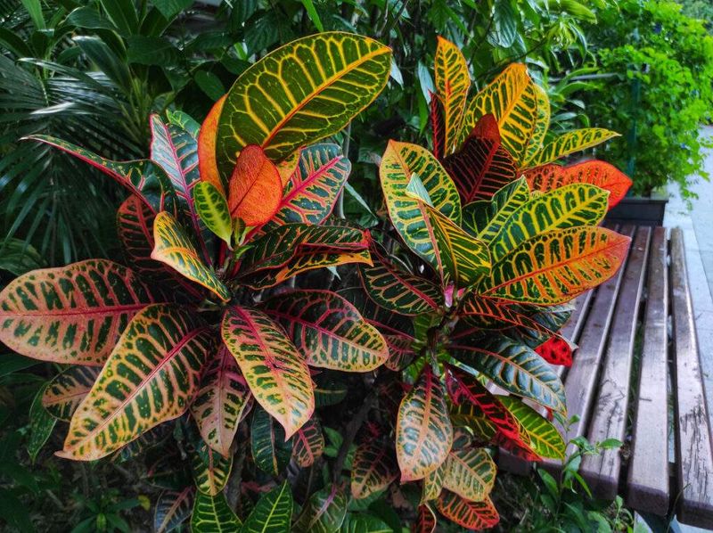 High-Maintenance Plants