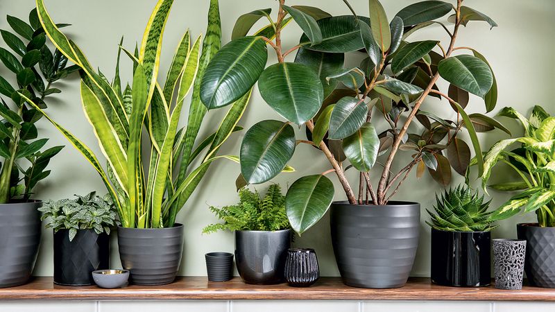 Fake Plants Phaseout