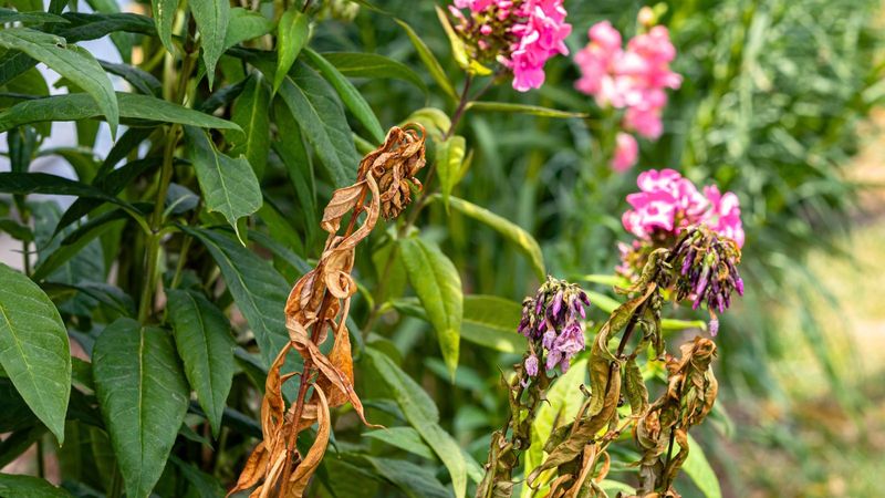 Dead or Dying Plants