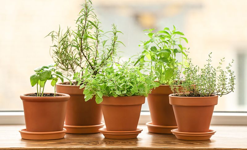 Window Herb Gardens