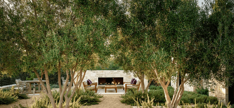 Olive Trees as Focal Points
