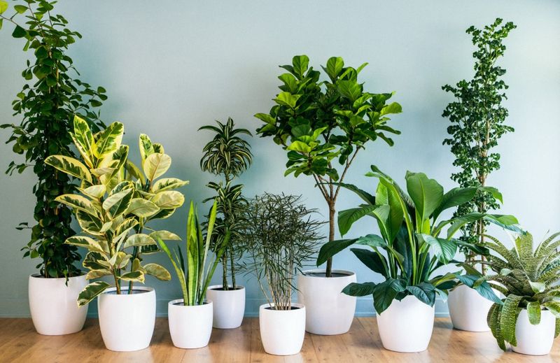 Living Air Purifiers