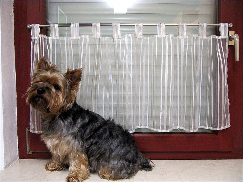 Pet-Friendly Window Solution