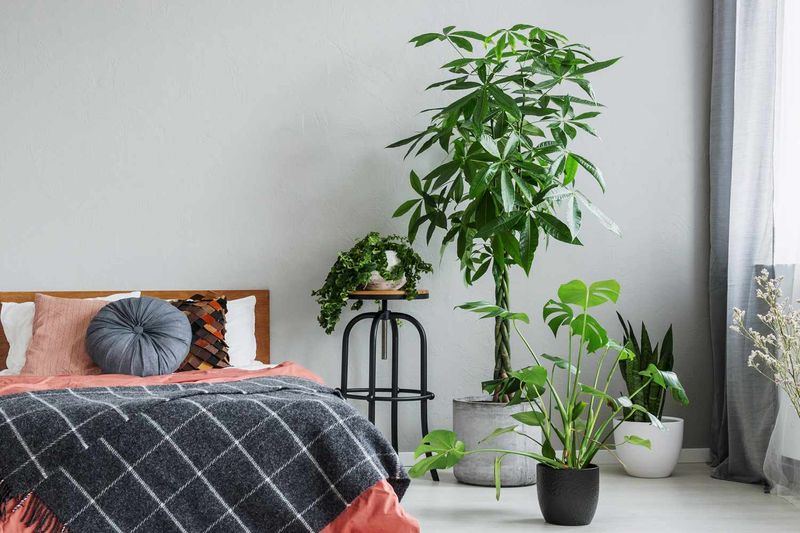 Lush Houseplants