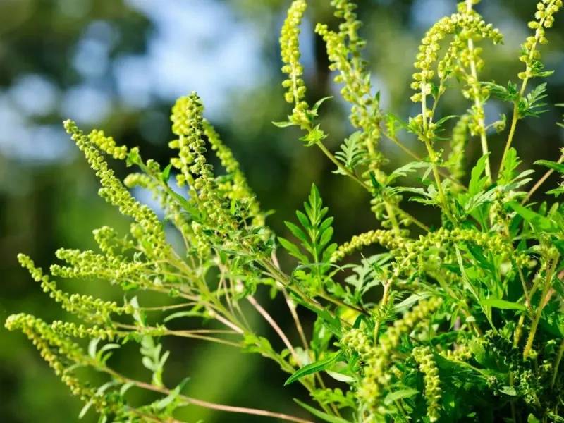 Allergen-Heavy Plant Selections