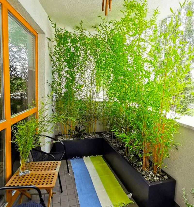 Bamboo Privacy Screen