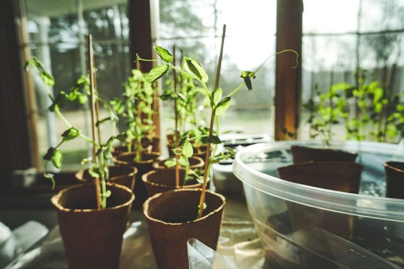 Enchanted Garden Windowsill