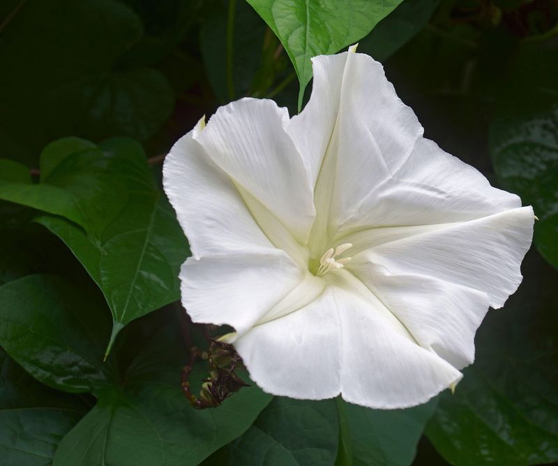 Night-Scented Gardens Enchant After Sunset