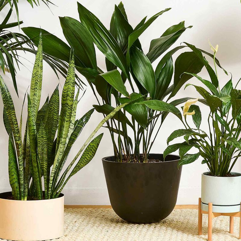 Houseplants That Refused To Die