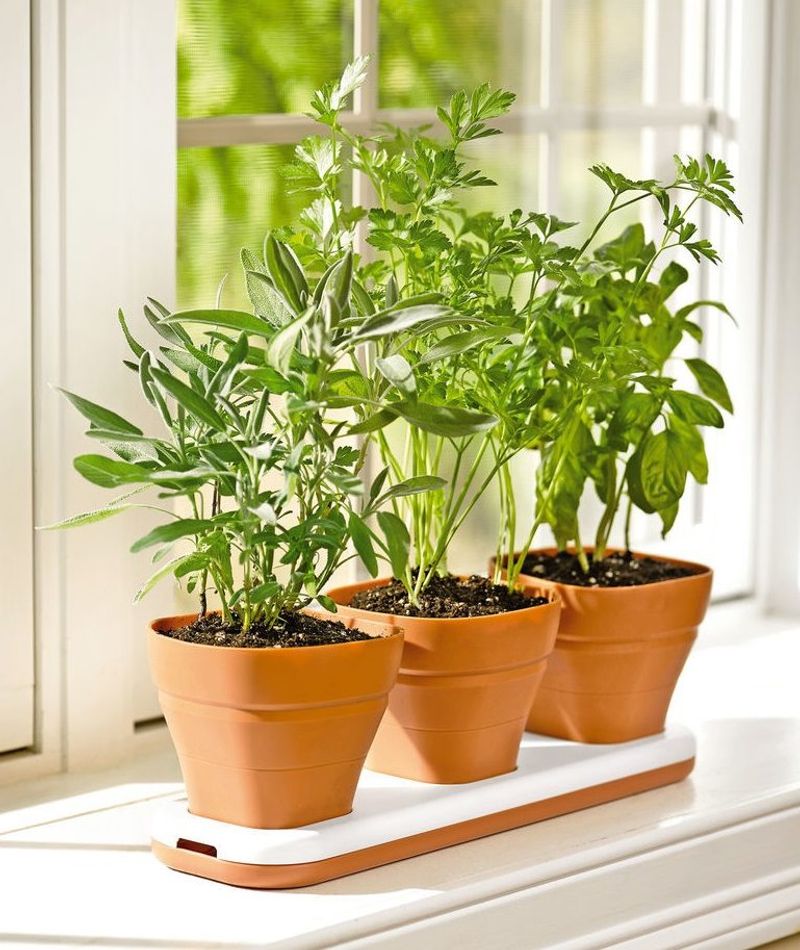 Built-In Herb Garden Window