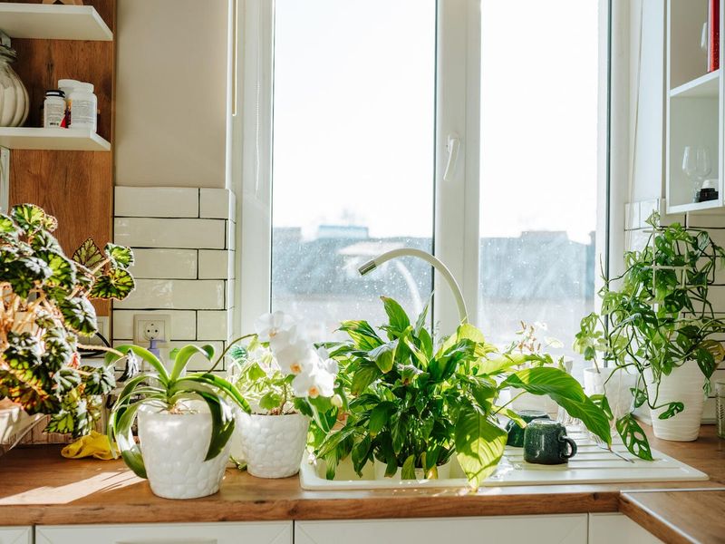 Add Some Plants