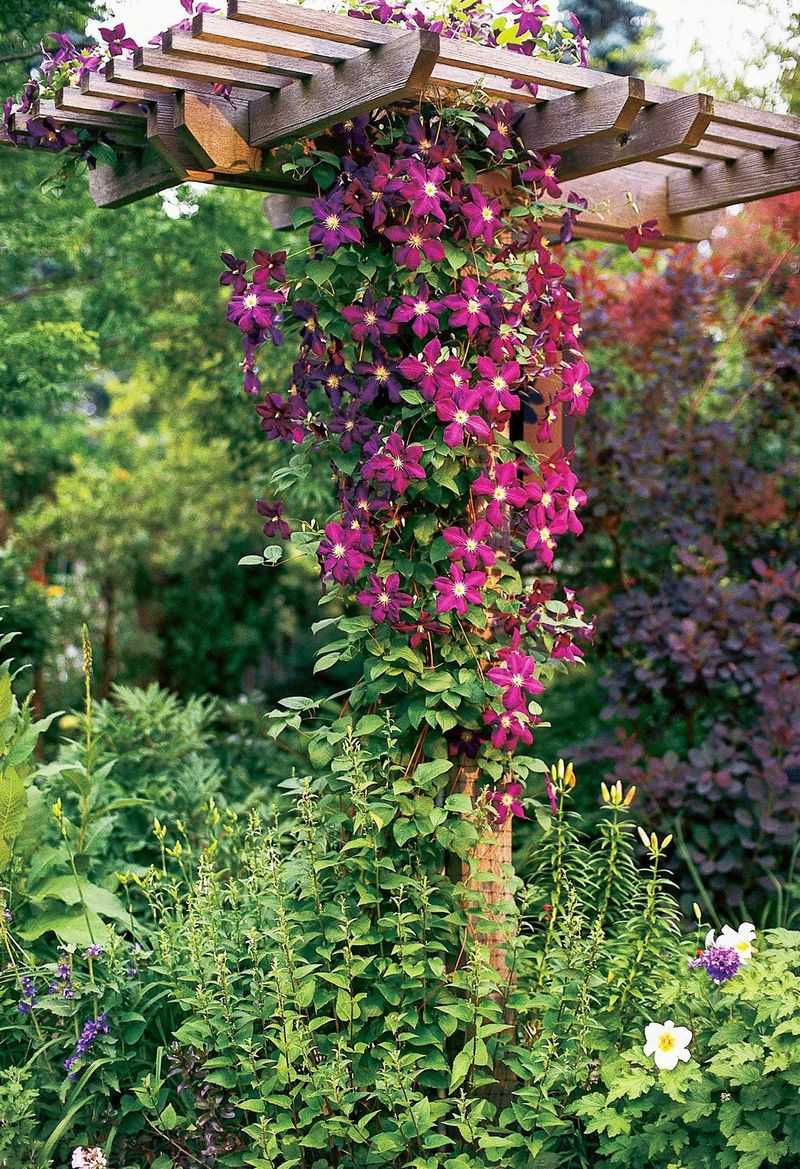 Living Walls Of Climbing Wildness