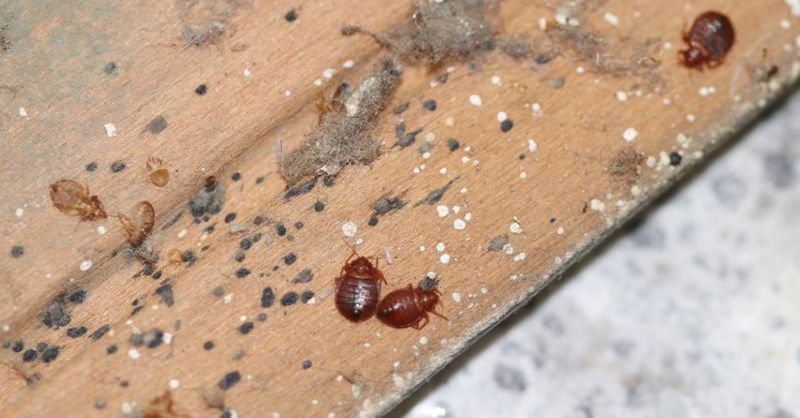 Bug Infestation Check