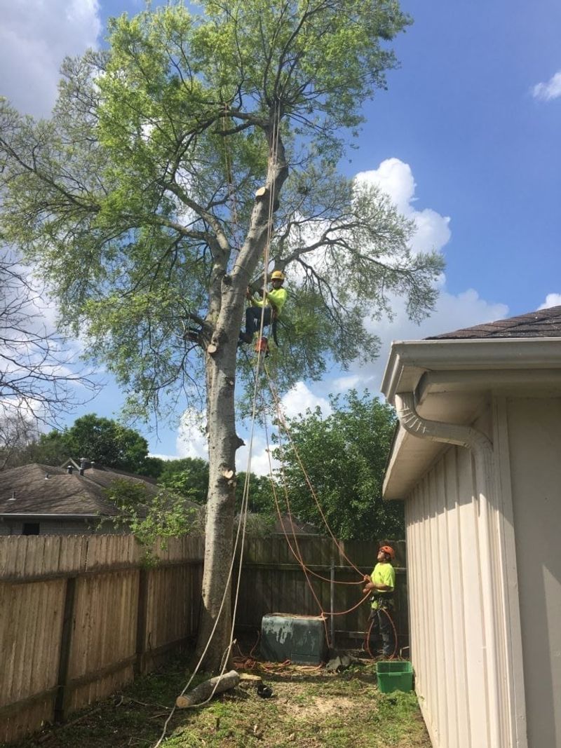 Tree Removal
