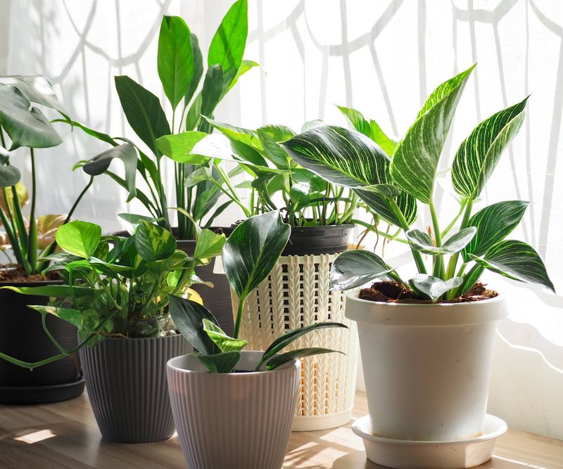 Plant Growth Promoter
