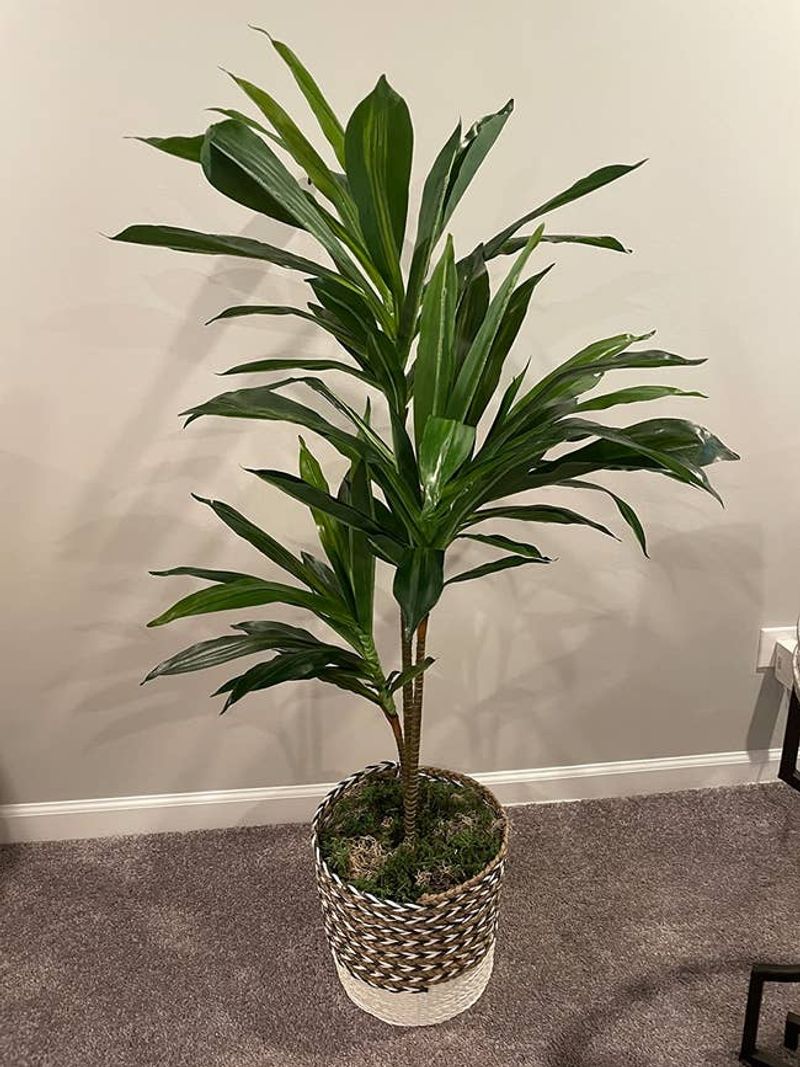 Artificial Plants That Fool No One