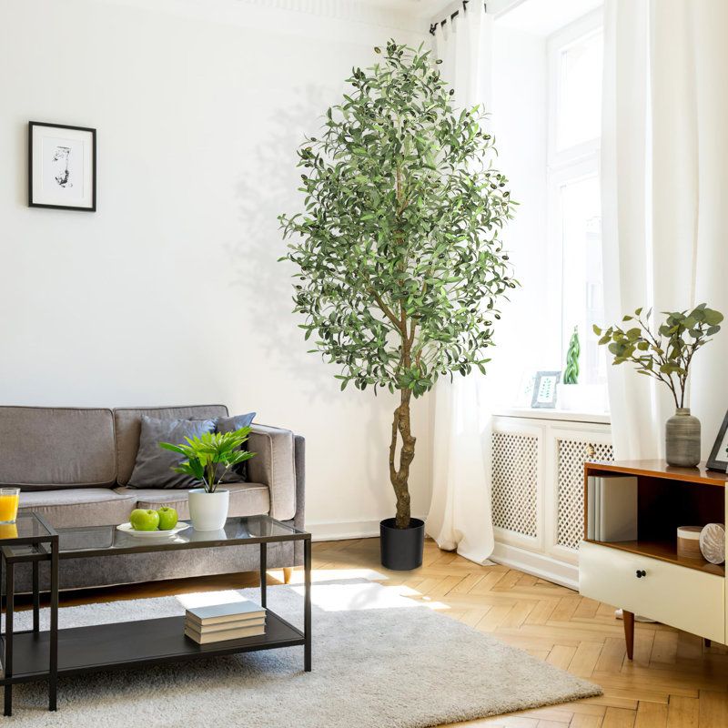 Leafy Indoor Plants