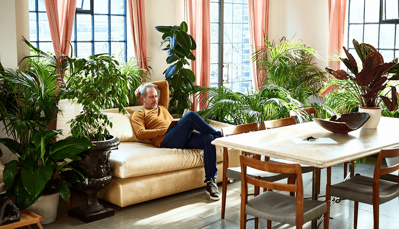 Real Plants: Living Decor Champions