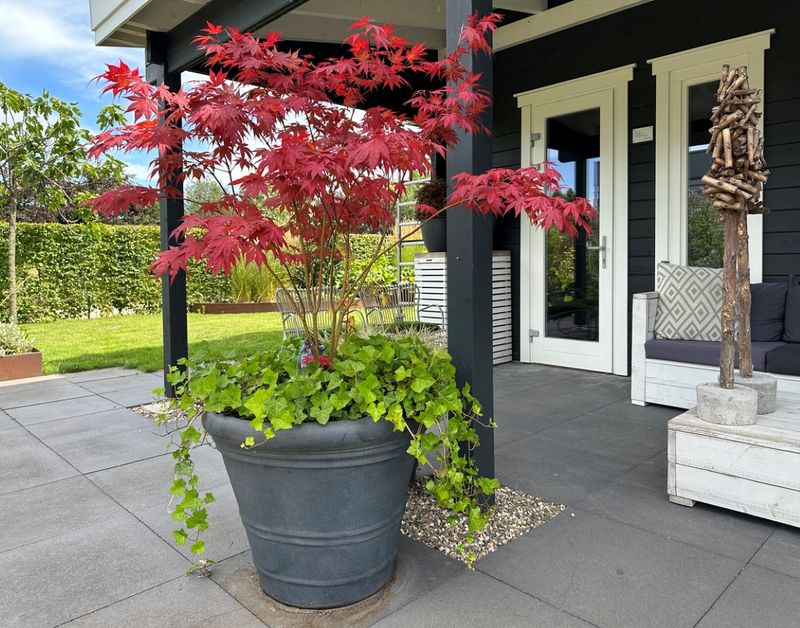 Potted Tree Cluster