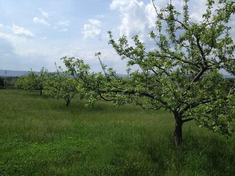 The Apple Orchard's Survivor Trees