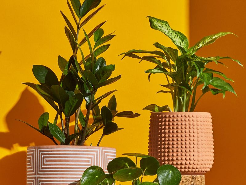They Keep Plants Around