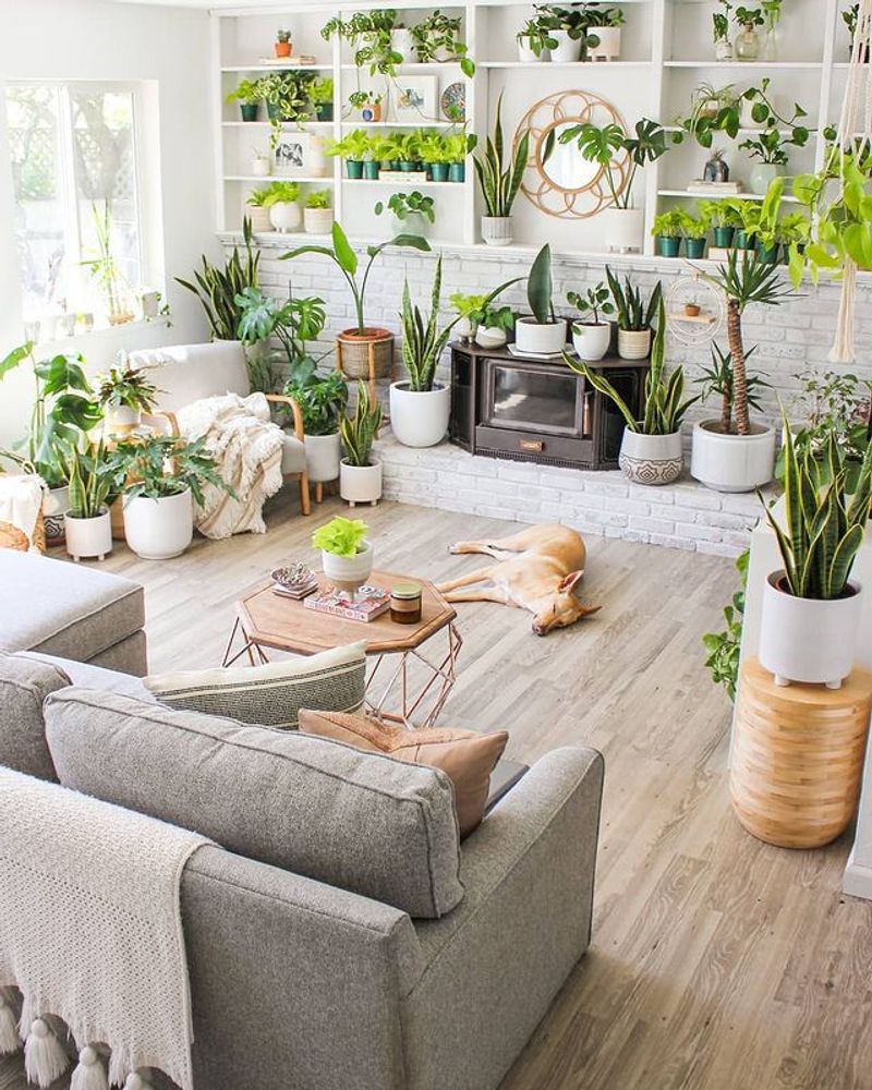 Indoor Plants of Varying Heights