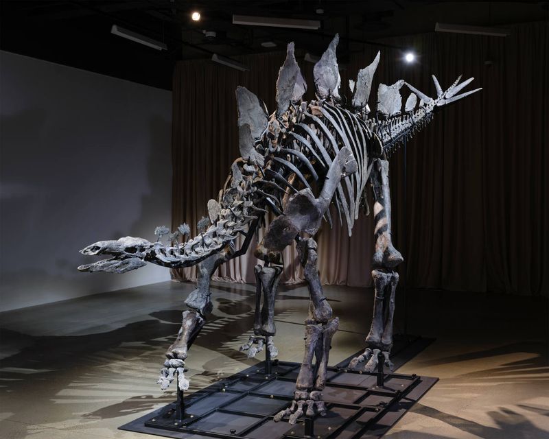 Dinosaur Fossil Display Halls