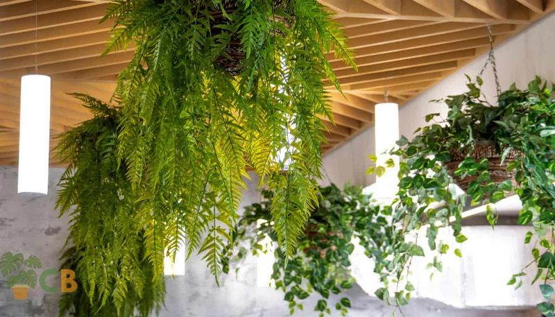 Hanging Basket Canopy