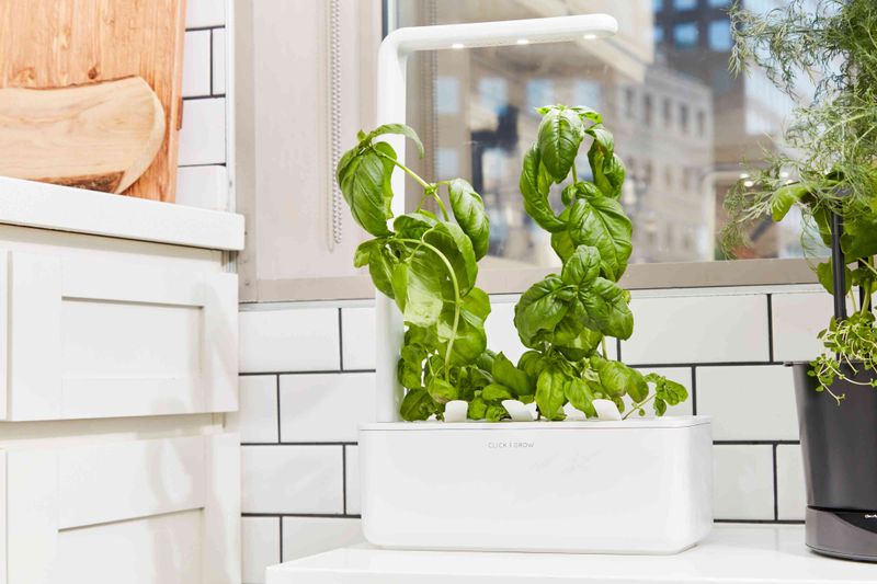 Indoor Herb Gardens