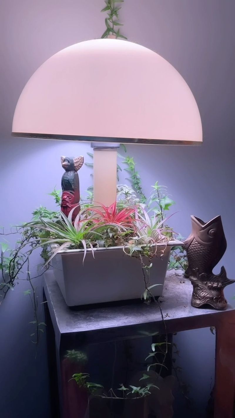 Real Plants That Have Survived Decades