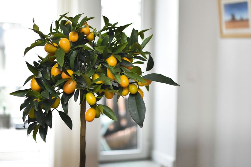 Oversized Potted Citrus Tree
