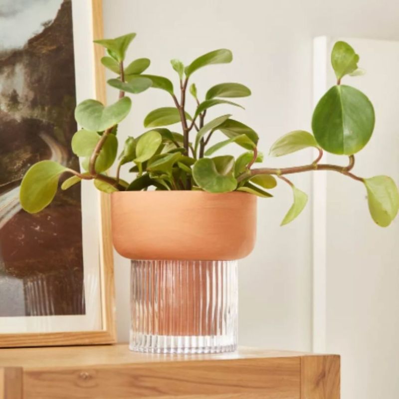Decorative Plants