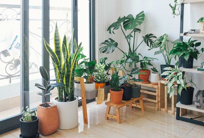 Plant Placement