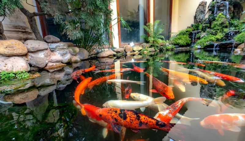 Koi Pond Paradise