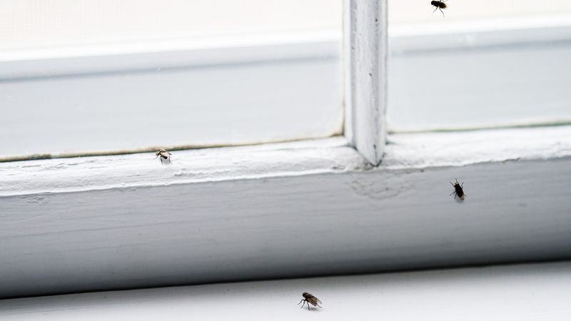 Pest Entry Points