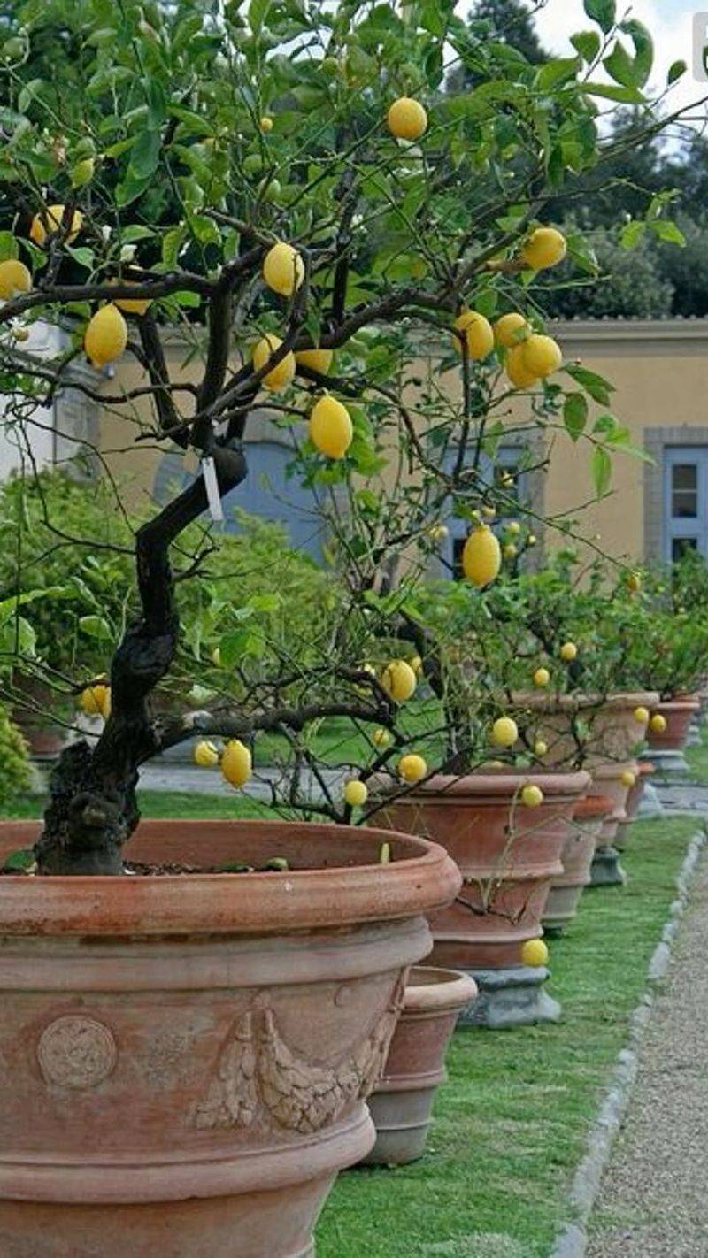 Citrus Trees in Containers