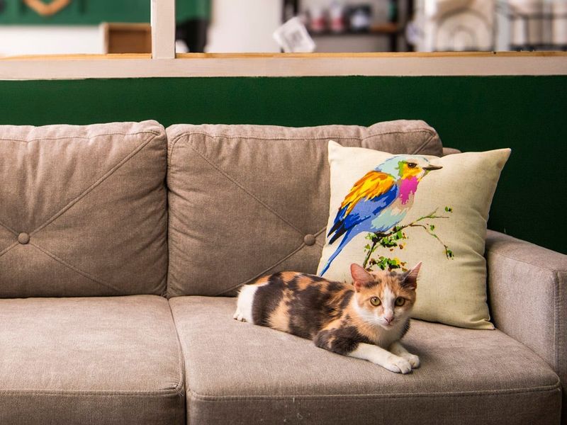 Decorative Pillows Without Removable Covers