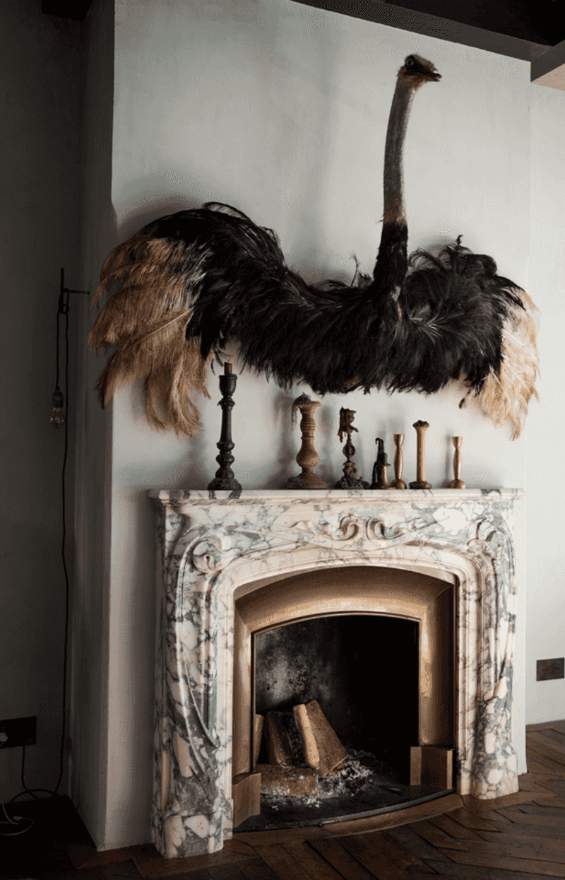 Taxidermy of Any Kind (Even 'Ironic' Specimens)