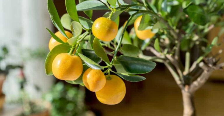 10 Houseplants That Disrupt Bedroom Energy According To Feng Shui, And 5 To Use Instead