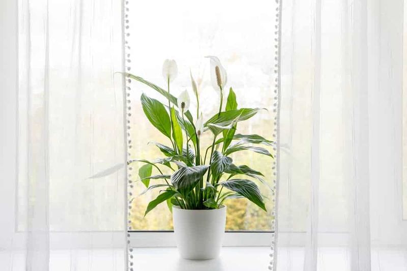 Peace Lily