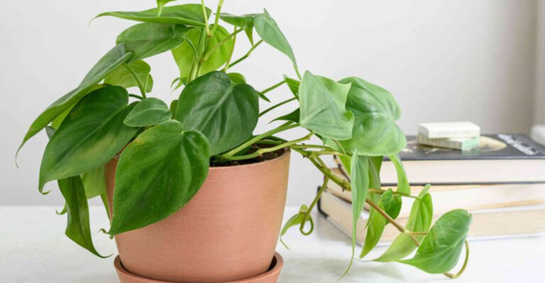 10 Houseplants You Should Place In Your Bedroom (Plus 6 That Are Perfect For It), According To Feng Shui And Interior Design Experts