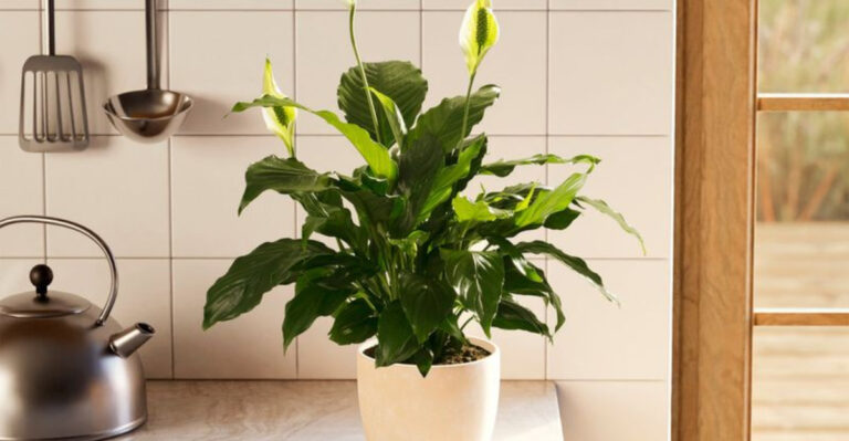 15 Examples How Adding Plants To Your Countertops Could Change The Entire Kitchen Vibe
