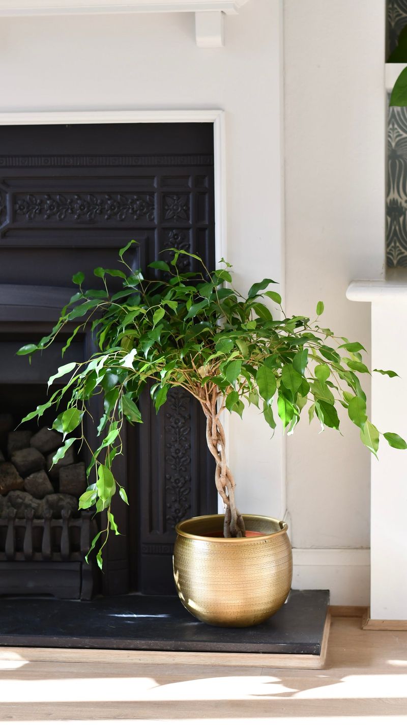 Weeping Fig 