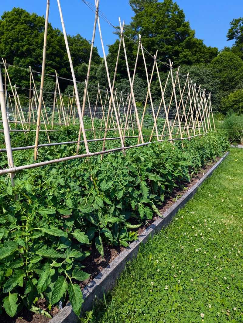 Garden-to-Table Vegetable Beds